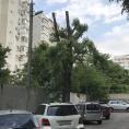 Обрезка опасных веток по порубочному талону